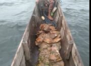 Kekayaan Alam Melimpah, Warga Warjukur Aru Tengah Timur Panen Mutiara Hasil Selam Tradisional