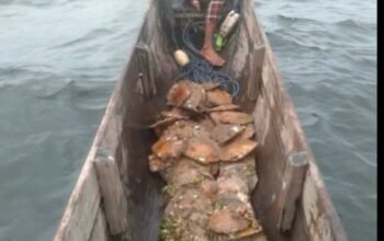 Kekayaan Alam Melimpah, Warga Warjukur Aru Tengah Timur Panen Mutiara Hasil Selam Tradisional
