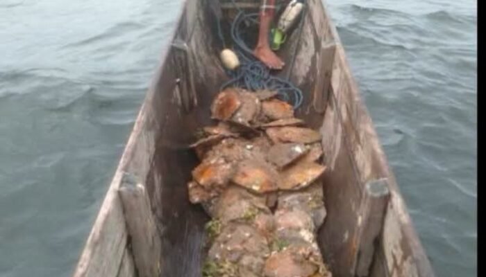 Kekayaan Alam Melimpah, Warga Warjukur Aru Tengah Timur Panen Mutiara Hasil Selam Tradisional